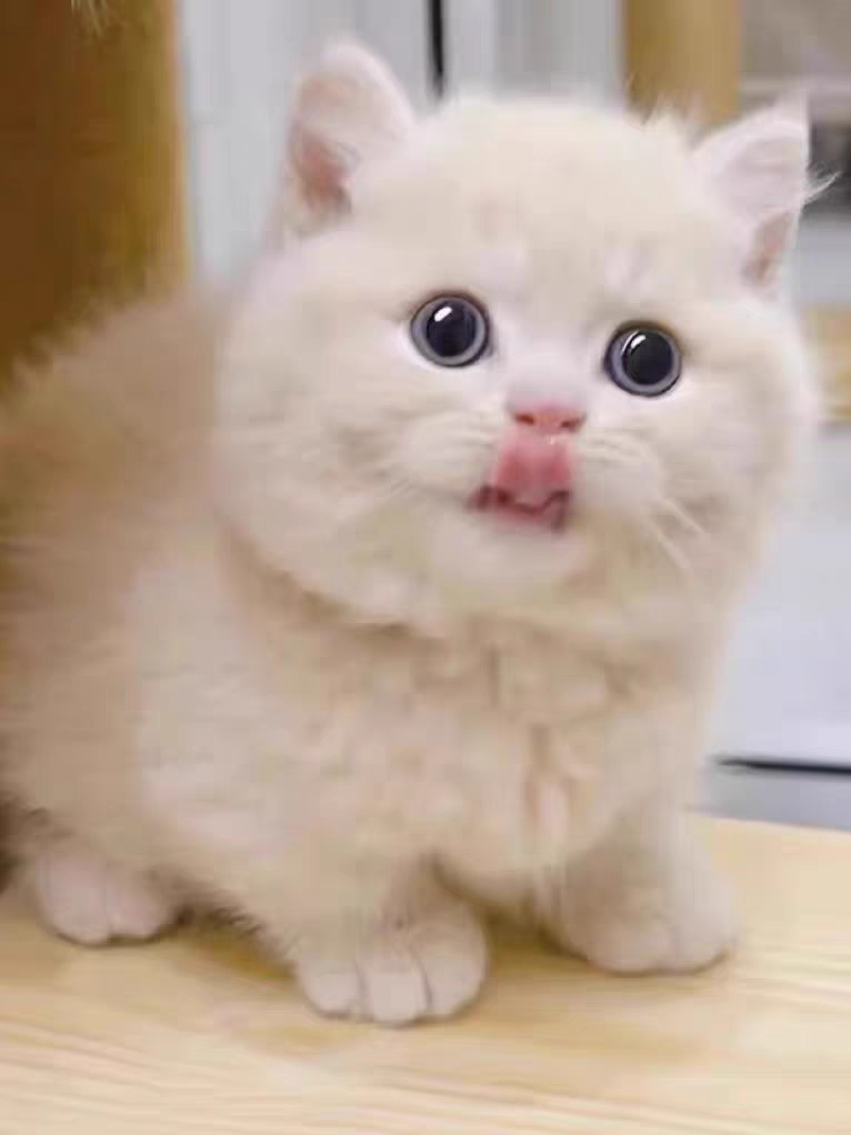 猫舍直销,批发价出售,曼基康矮脚猫